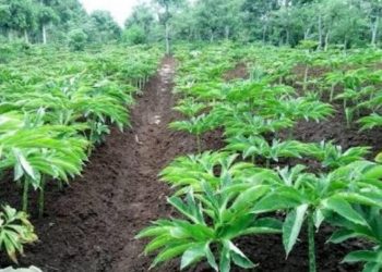 Selain Bisa Diekspor, Tanaman Porang Juga Memiliki Banyak Manfaat