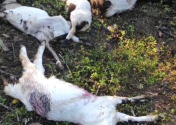 Lima Ekor Kambing Milik Warga Tewas Dimangsa Beruang