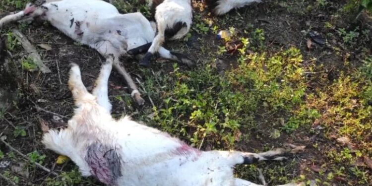 Lima Ekor Kambing Milik Warga Tewas Dimangsa Beruang