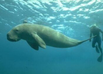 Dugong dan Padang Lamun Memiliki Hubungan Yang Erat, Simak Penjelasannya