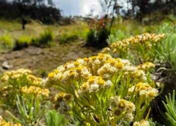 Ini Sebabnya Edelweis Tidak Boleh Dipetik Sembarangan