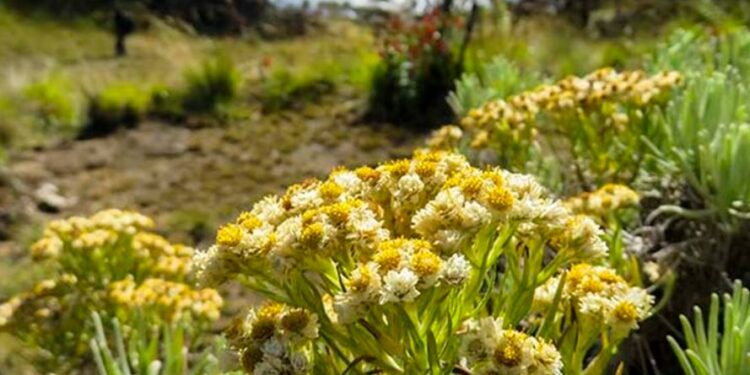 Ini Sebabnya Edelweis Tidak Boleh Dipetik Sembarangan