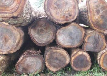 25 Batang Kayu Sonokeling Siap Angkut Diamankan Petugas Dari Kawasan Tahura