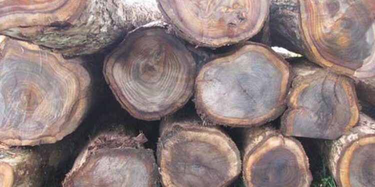 25 Batang Kayu Sonokeling Siap Angkut Diamankan Petugas Dari Kawasan Tahura