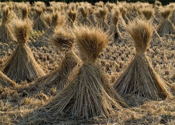 Mengenal Bobibos, BBM Alternatif Yang Diklaim Lebih Ramah Lingkungan Dibanding Bahan Bakar Fosil