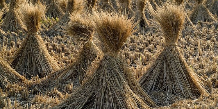Mengenal Bobibos, BBM Alternatif Yang Diklaim Lebih Ramah Lingkungan Dibanding Bahan Bakar Fosil